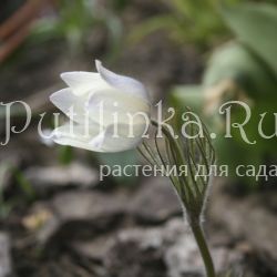 Прострел альпийский (pulsatilla alpina ssp. sulphurea)